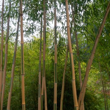Phyllostachys aurea Koi - Fishpole Bamboo