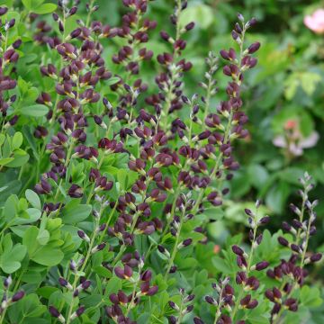 Baptisia Decadence Series Dutch Chocolate - False Indigo