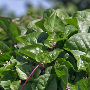Basella alba Select Red