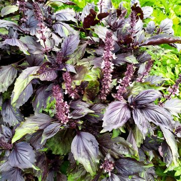 Cinnamon Basil Cinamonette - Ocimum basilicum
