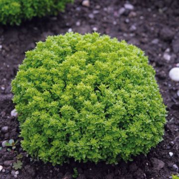 Compact dwarf fine green basil plants