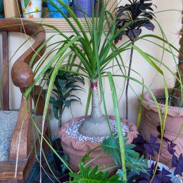 Beaucarnea recurvata - Elephant's foot