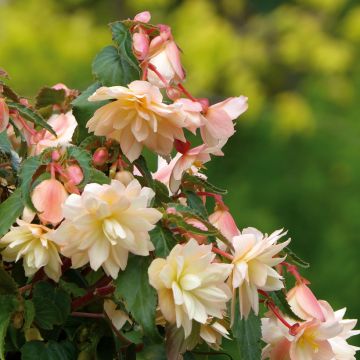 Trailing Begonia Belleconia Cream
