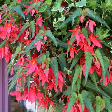 Begonia boliviensis Santa Cruz