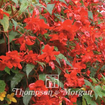 Begonia Chanson Deep Red F1 seeds