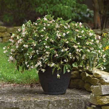 Trailing Begonia Dragon Wing White