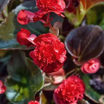 Begonia semperflorens Gumdrop Coco Red