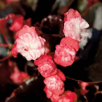 Begonia semperflorens Gumdrop Coco Rose