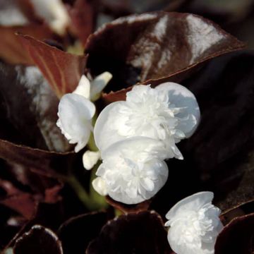 Begonia semperflorens Gumdrop Coco White