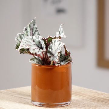 Begonia  Dew Drop - Bégonia rex cultivé, Bégonia royal