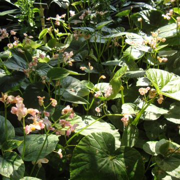 Begonia ravenii - Wild Begonia