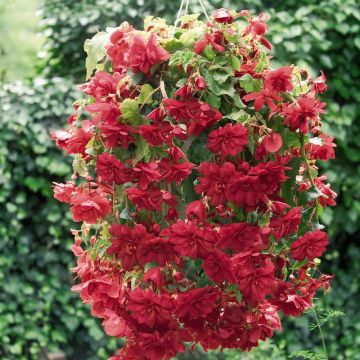 Begonia pendula Illumination Scarlet
