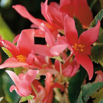 Begonia boliviensis Summerwings Rose