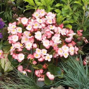 Begonia semperflorens Maxima Rose Bicolor