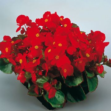 Begonia semperflorens Super Olympia rouge