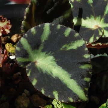 Begonia cleopatrae