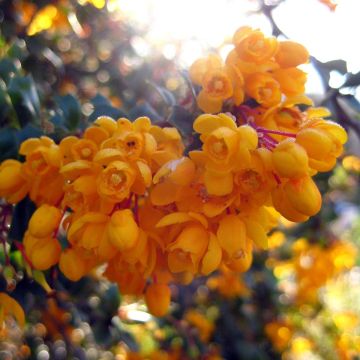 Berberis darwinii Compacta - Barberry