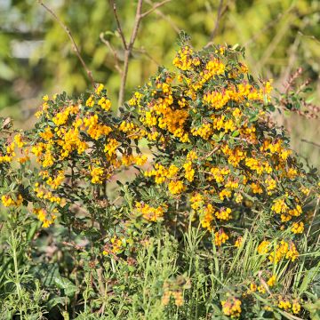 Berberis darwinii Compacta - Barberry