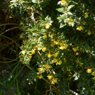 Berberis x frikartii Amstelveen - Barberry