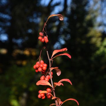 Berberis koreana - Korean barberry