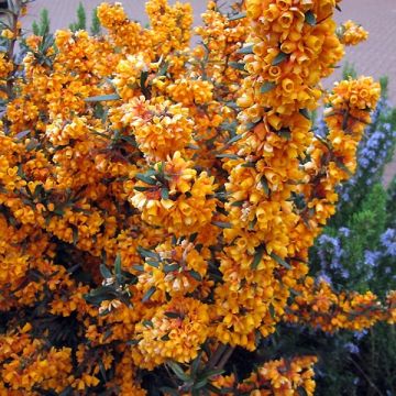 Berberis linearifolia Orange King - Barberry