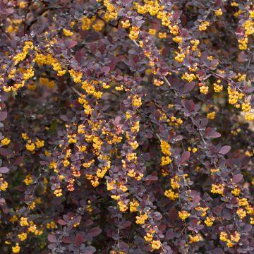 Berberis ottawensis Superba