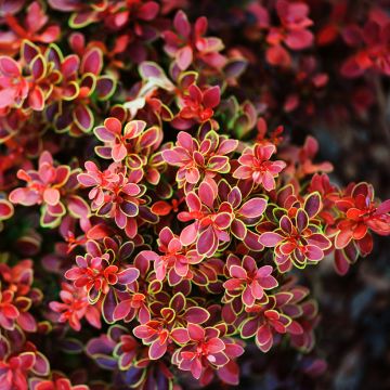 Berberis thunbergii Admiration - Barberry