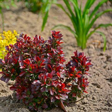 Berberis thunbergii Atropurpurea Nana - Barberry