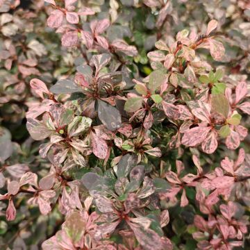 Berberis thunbergii Inspiration - Barberry