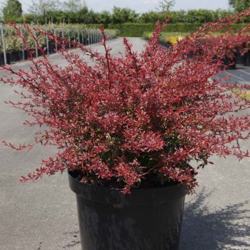 Berberis thunbergii Orange Dream - Barberry