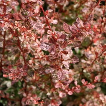 Berberis thunbergii Rosy Glow - Barberry