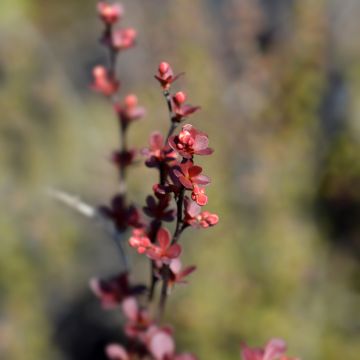 Berberis thunbergii Rosy Rocket - Barberry