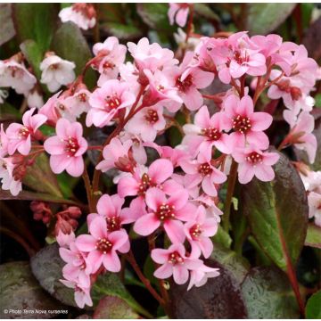 Bergenia Dragonfly Series Pink Dragonfly - Elephant's Ears
