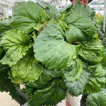 Bergenia ciliata Ripple Effect - Elephant's Ears