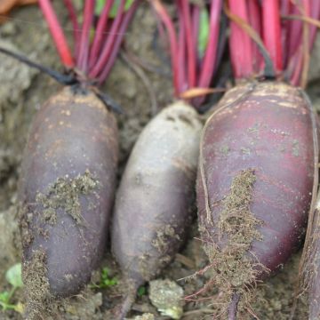 Cylindra Red Beetroot