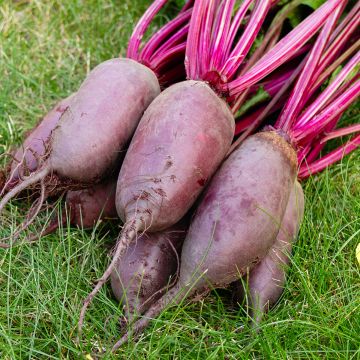 Cylindra Red Beetroot