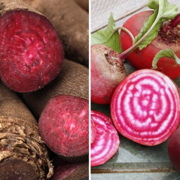 Betteraves en mélange (Crapaudine et Chioggia) - Ferme de Ste Marthe