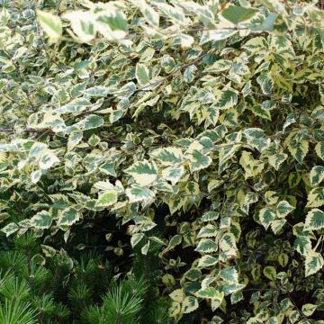 Betula nigra Shiloh Splash - Birch