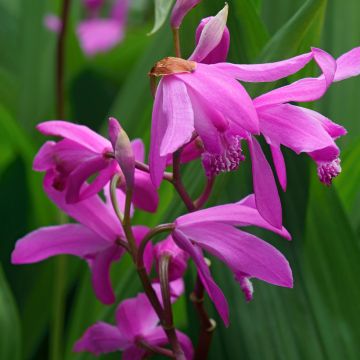 Bletilla Gabby - Hyacinth orchid