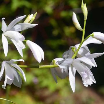 Bletilla striata Alba Variegata - Hyacinth orchid