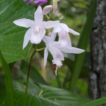 Bletilla striata f. gebina - Chinese Ground Orchid