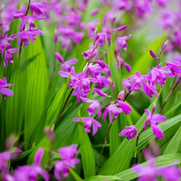 Bletilla striata Soryu Blue Dragon - Orchidée vivace bleue