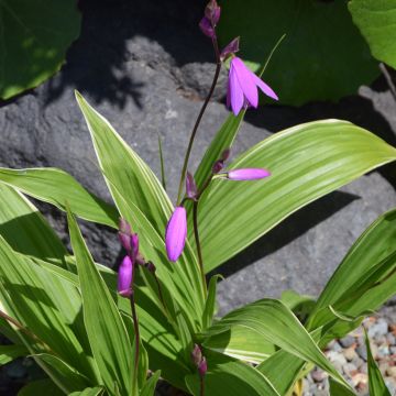 Bletilla variegated - Hyacinth Orchid