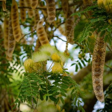 Albizia lebbeck - Lebbeck tree