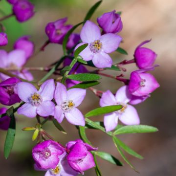 Boronia muelleri