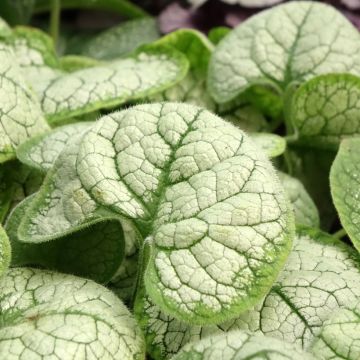 Brunnera macrophylla Silver Heart - Siberian Bugloss