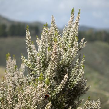 Erica arborea Pink Joy - Tree Heath