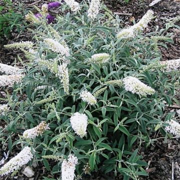 Buddleja davidii White Ball - Butterfly Bush