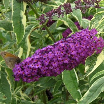 Buddleja davidii Harlequin - Butterfly Bush