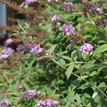 Buddleja davidii Nanho Purple - Butterfly Bush